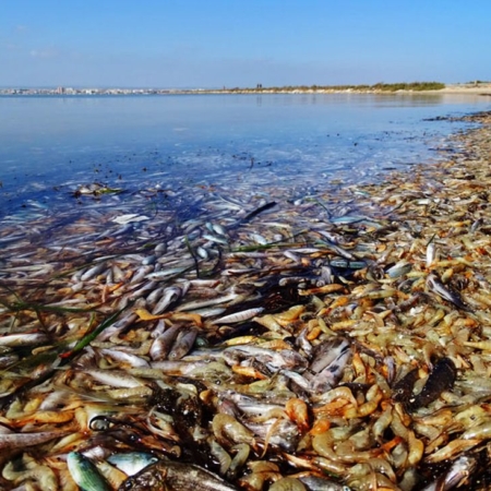 Ekologická katastrofa 2019 v laguně Mar Menor - zdroj fotografie interactius.ara.cat