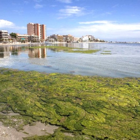 Ekologická katastrofa 2016 v laguně Mar Menor známá jako „zelená polévka“ - zdroj fotografie geneticliteracyproject.org